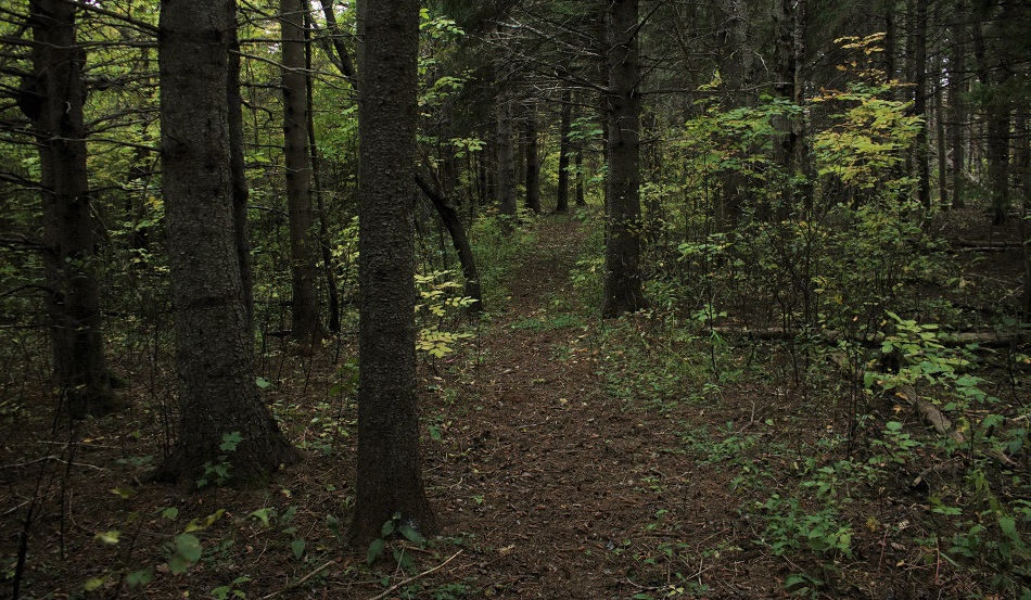 lismore loop 2.jpg